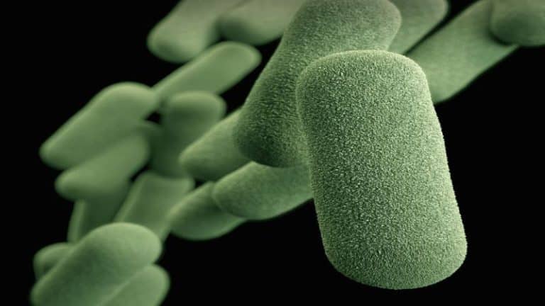 bacterium