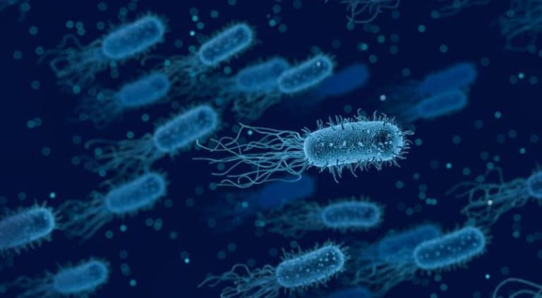 bacteria8